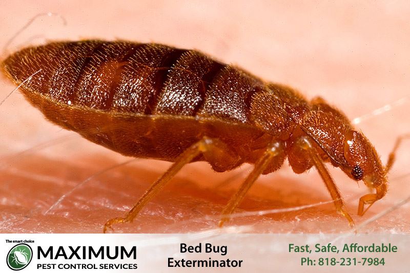 bed bugs extermination and removal service