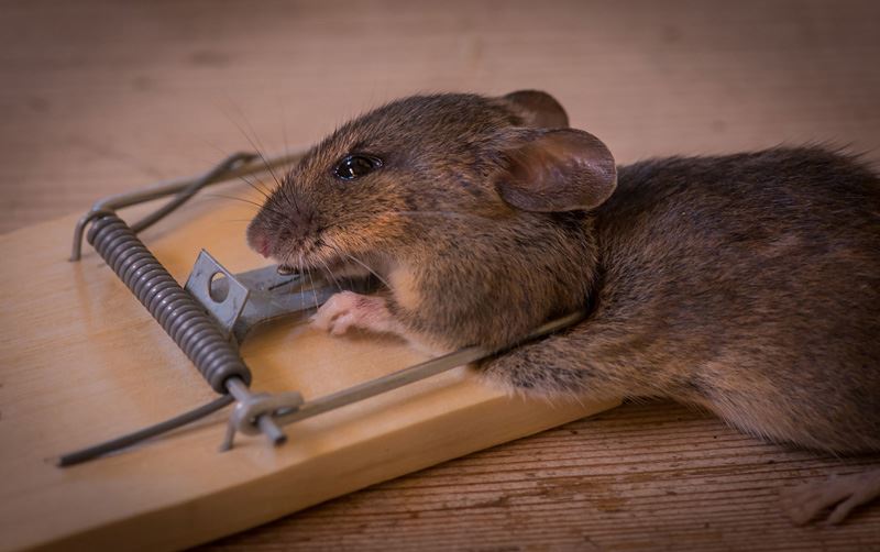 mouse trapped dead