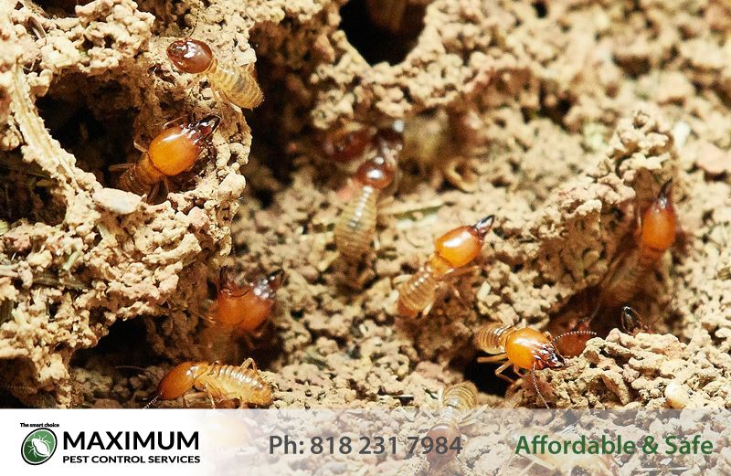 Professional Termite Extermination Service