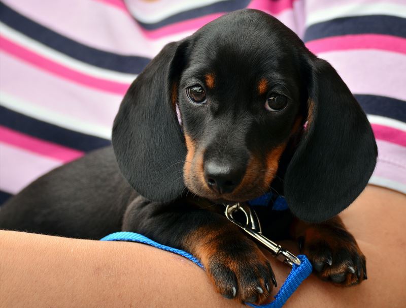 close up of black dog puppy