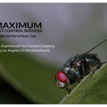 housefly on green leaf